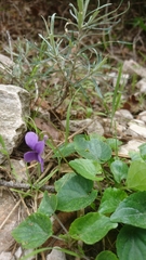 Viola suavis
