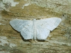 Idaea tacturata
