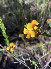 Dillwynia elegans