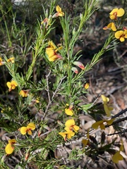 Dillwynia elegans