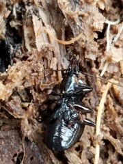 Sphaeroderus stenostomus