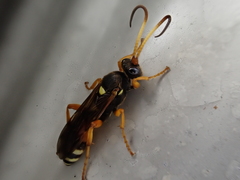 Ichneumon ambulatorius