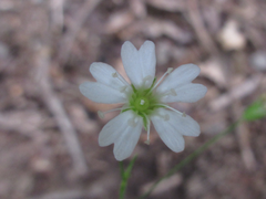 Silene seoulensis