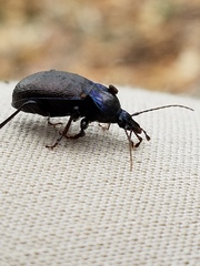 Sphaeroderus stenostomus