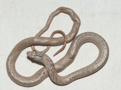 Cubophis cantherigerus