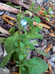 Pseudoconyza viscosa