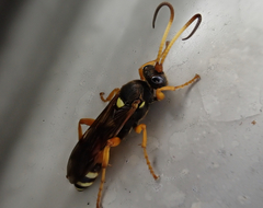 Ichneumon ambulatorius
