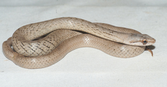 Cubophis cantherigerus