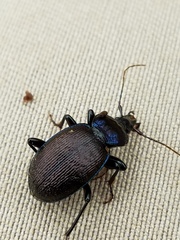 Sphaeroderus stenostomus