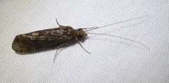 Hydropsychoidea