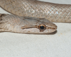 Cubophis cantherigerus