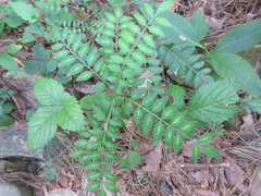 Zanthoxylum piperitum