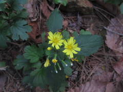 Crepidiastrum denticulatum
