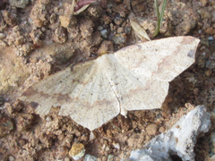 Pareclipsis gracilis