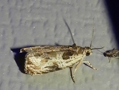 Olethreutes permundana