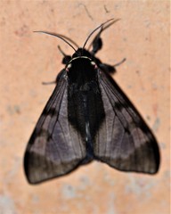 Dysschema subapicalis