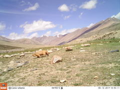 Marmota himalayana