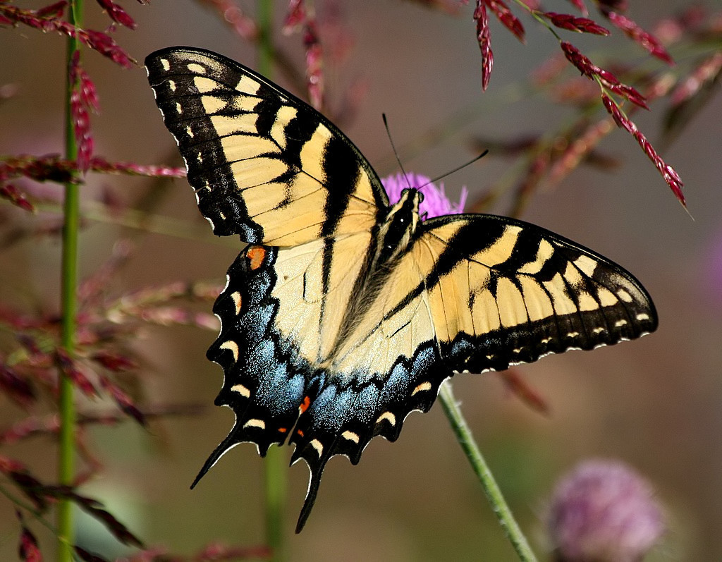Eastern Tiger Swallowtail Moths And Butterflies Of North Carolina