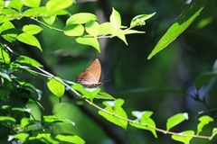 Charaxes bernardus