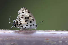Tajuria maculata