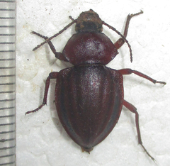 Somaticus