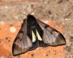 Dysschema subapicalis