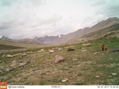 Marmota himalayana