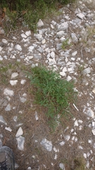 Laserpitium gallicum