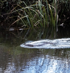 Lontra provocax