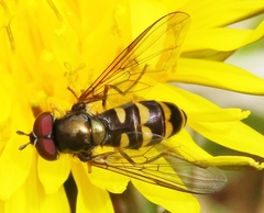 Parasyrphus semiinterruptus
