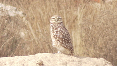 Athene cunicularia