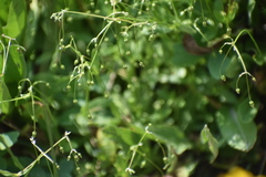 Stellaria umbellata