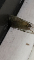 Neocicada hieroglyphica