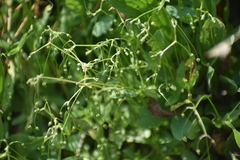 Stellaria umbellata