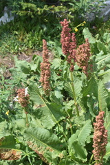 Rumex densiflorus