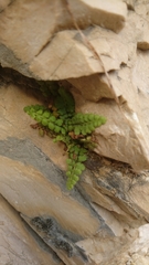 Asplenium petrarchae