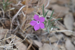 Phlox nana