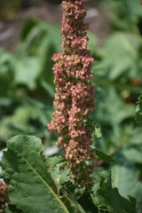 Rumex densiflorus