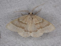 Chlorochlamys phyllinaria