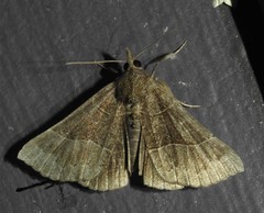 Hypena deceptalis