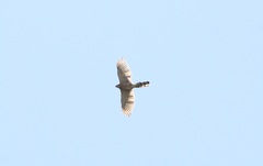 Accipiter cooperii