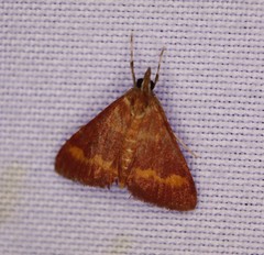 Pyrausta pseuderosnealis