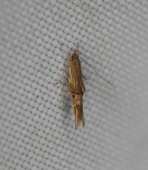 Cosmopterix scirpicola