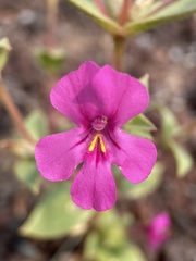 Diplacus cusickioides