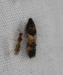 Walshia miscecolorella