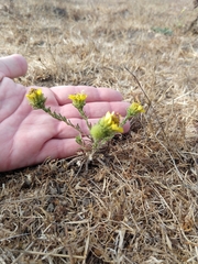 Holocarpha macradenia