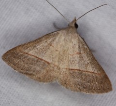 Hemeroplanis immaculalis