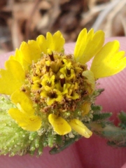 Holocarpha macradenia