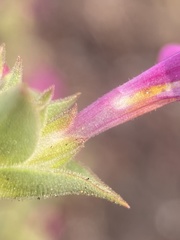 Diplacus cusickioides