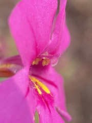 Diplacus cusickioides